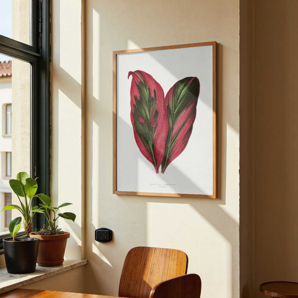 Pink Dracaena Terminalis Leaf Illustration von Les Plantes a Feuillage Colore