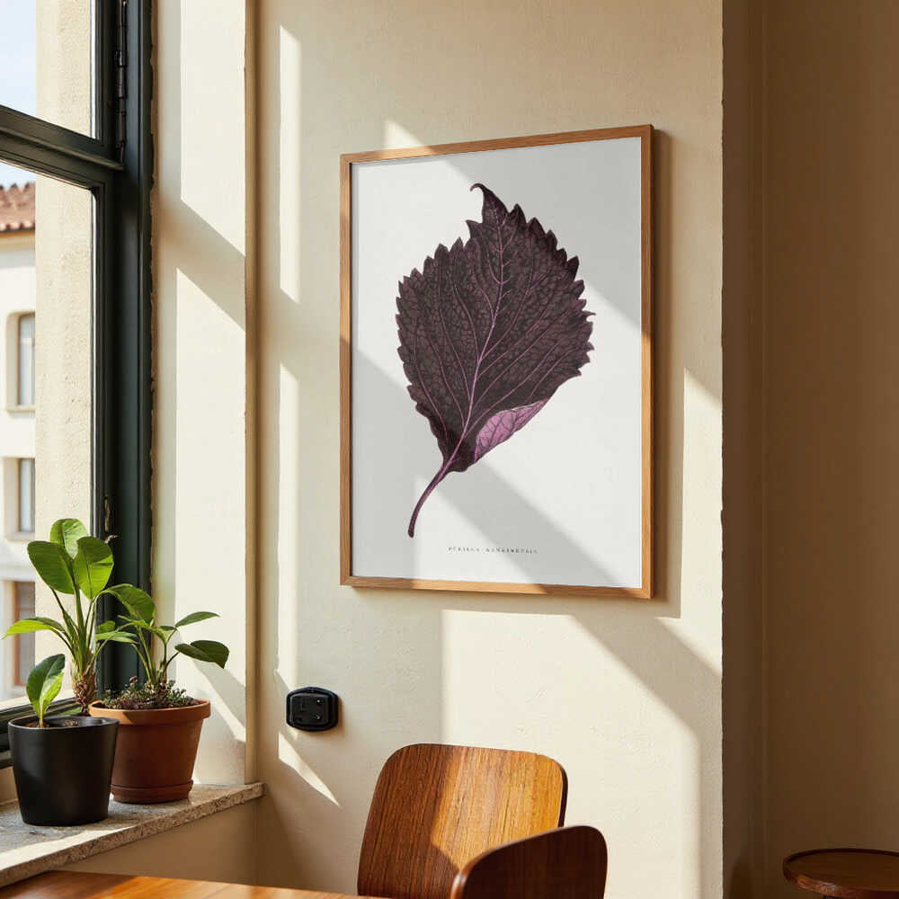 Pink Perilla Nankinensis Leaf Illustration by Les Plantes a Feuillage Colore