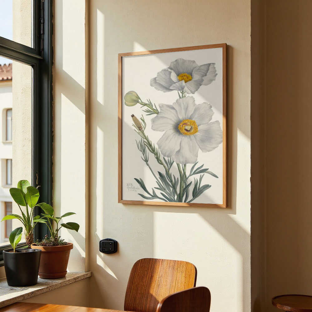 Matilija Poppy by Mary Vaux Walcott