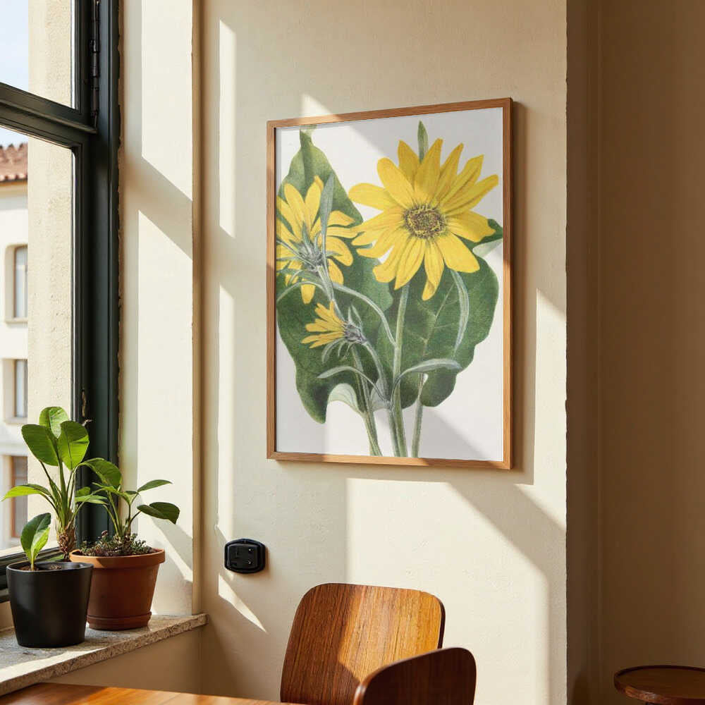 Balsamroot From North American Wildflowers (1925) By Mary Vaux Walcott by Mary Vaux Walcott