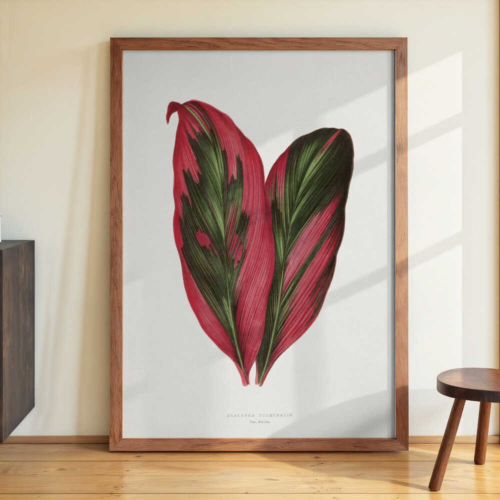 Pink Dracaena Terminalis Leaf Illustration von Les Plantes a Feuillage Colore