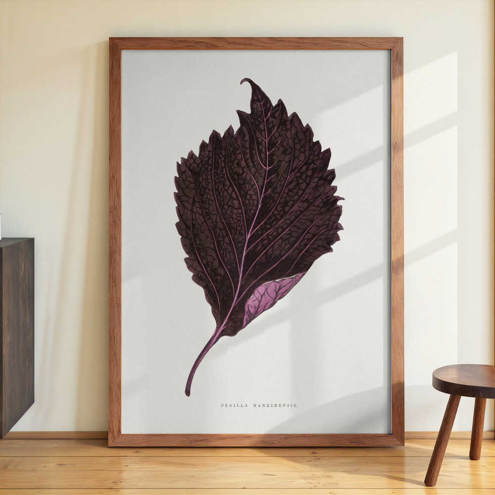 Pink Perilla Nankinensis Leaf Illustration by Les Plantes a Feuillage Colore