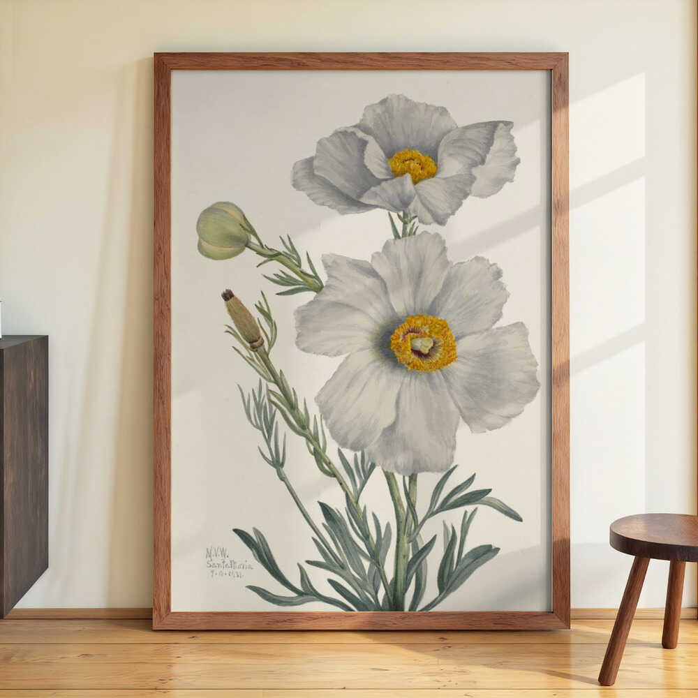 Matilija Poppy by Mary Vaux Walcott