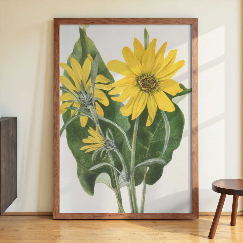 Balsamroot From North American Wildflowers (1925) By Mary Vaux Walcott by Mary Vaux Walcott