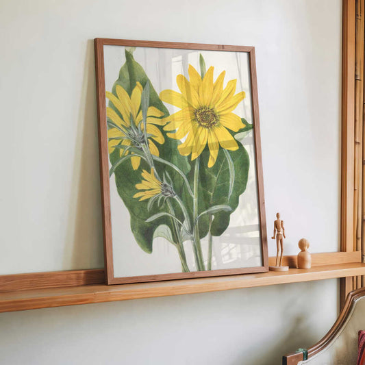 Balsamroot From North American Wildflowers (1925) By Mary Vaux Walcott by Mary Vaux Walcott