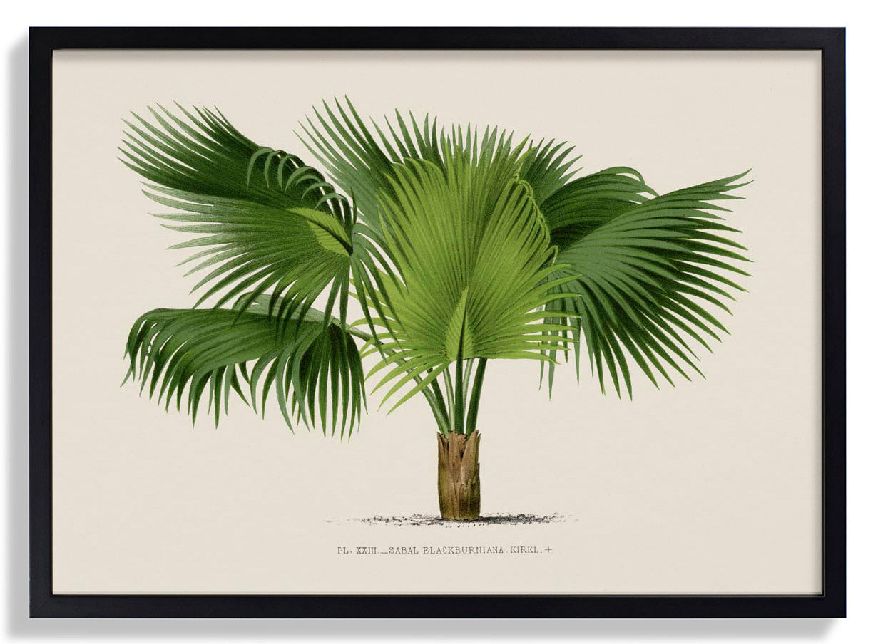 Sabal Blackburniana Palm Tree Kunstdruck