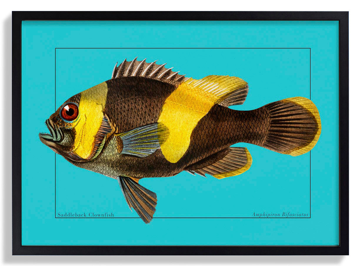 Clownfish Marine Life