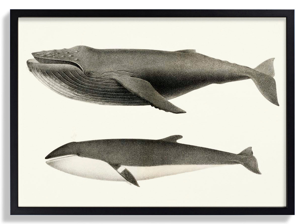 Walweiß und Orca Poster