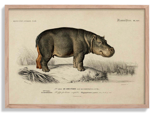 Hippopotamus Animal Illustration