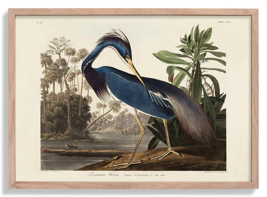 Louisiana Heron Bird Poster