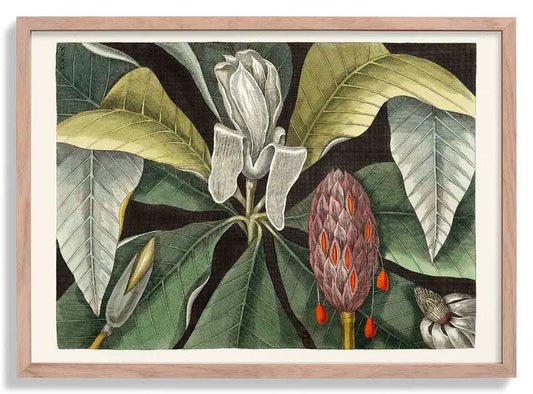 Botanical Print Umbrella Tree Magnolia