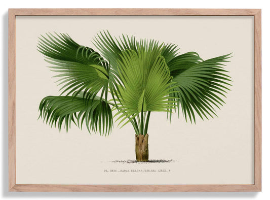 Sabal Blackburniana Palm Tree Kunstdruck