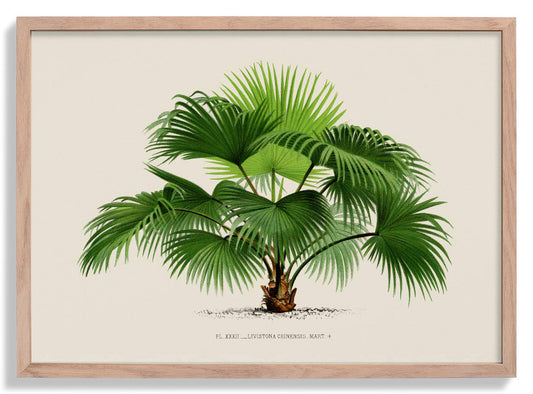 Livistona Chinesis Palm Tree Art Print