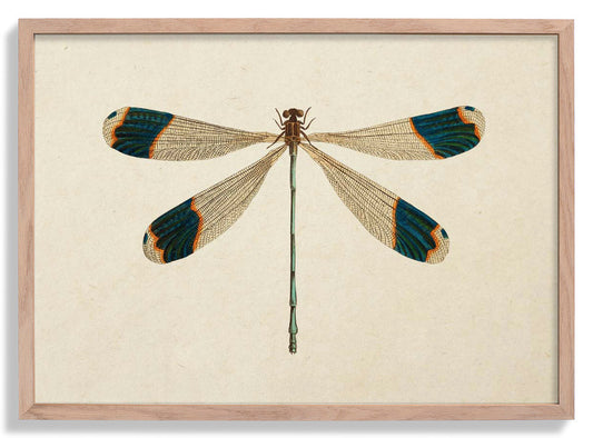 Dragonfly Poster