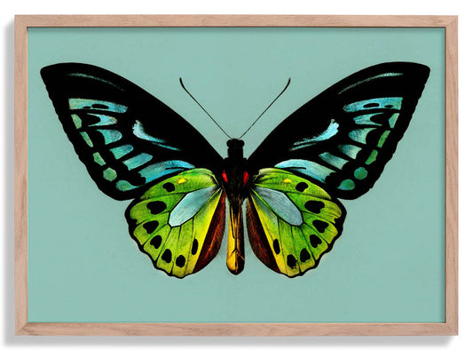 Green Birdwing Butterfly