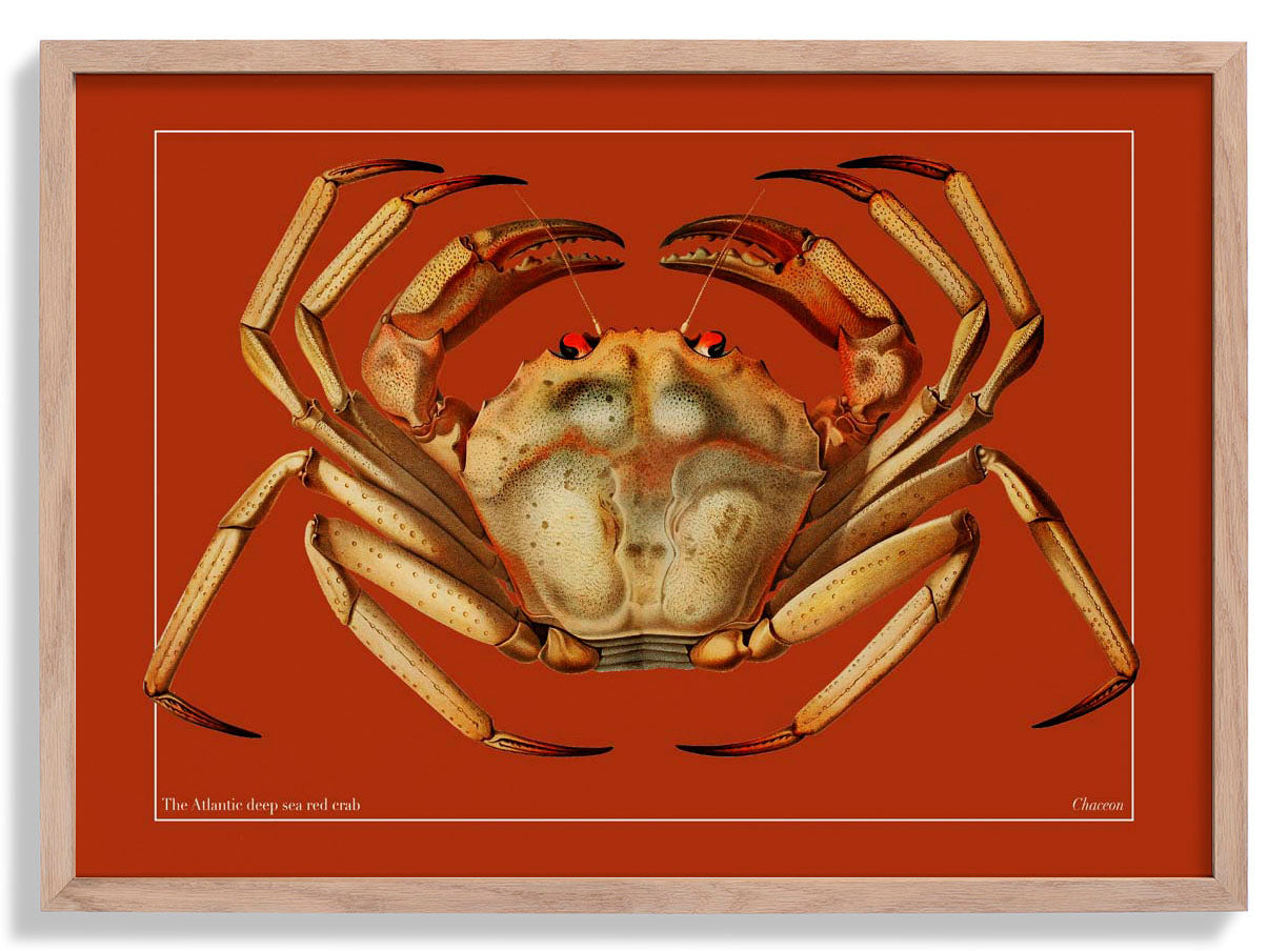 Crab Orange Poster