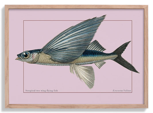 Flying Fish Poster