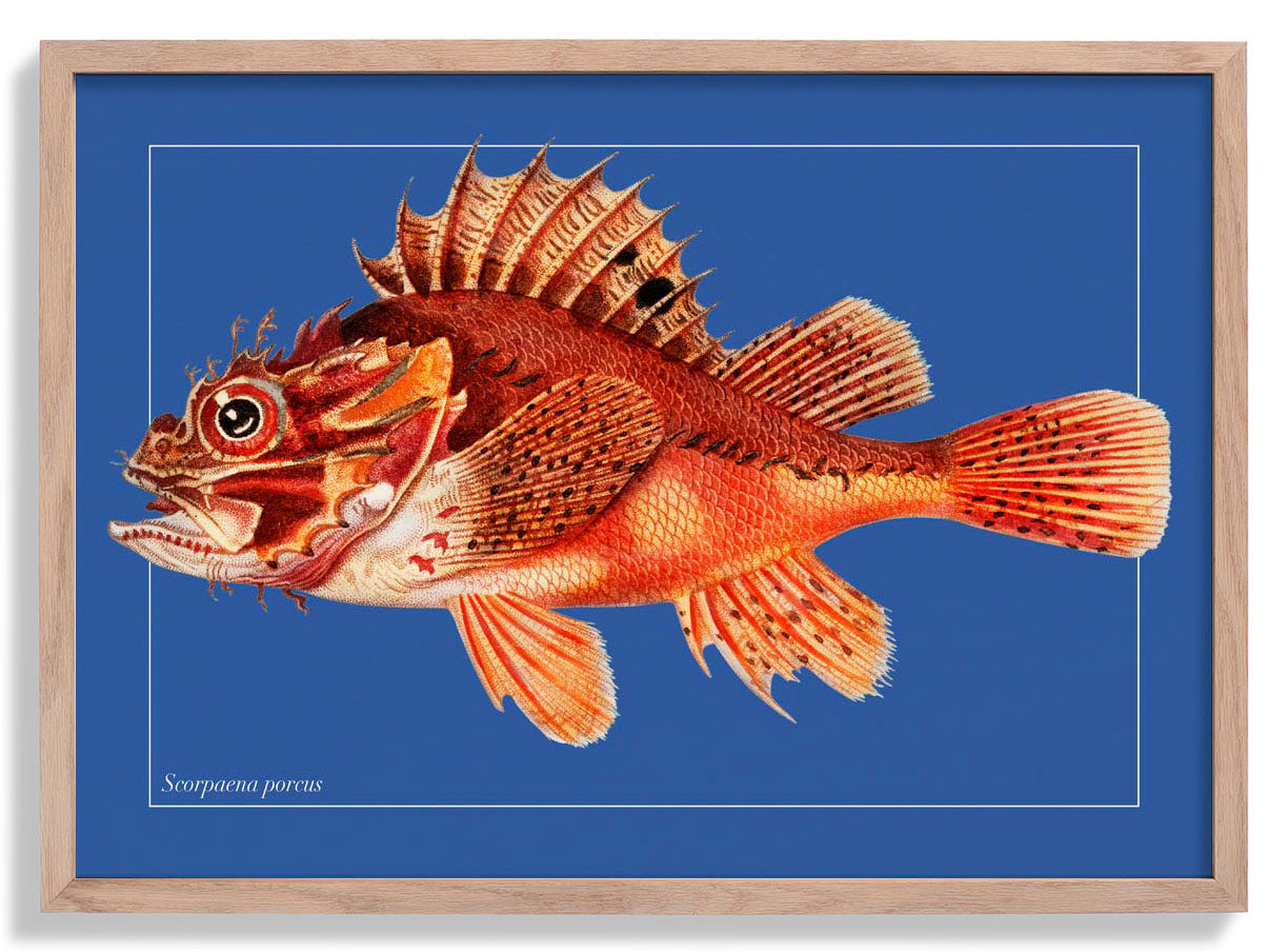 Punk Fish Poster