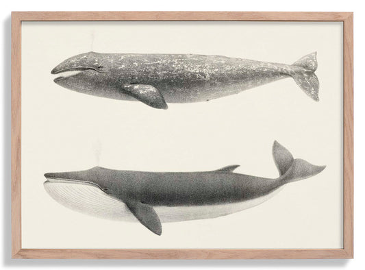 Whale Pintada and Orca