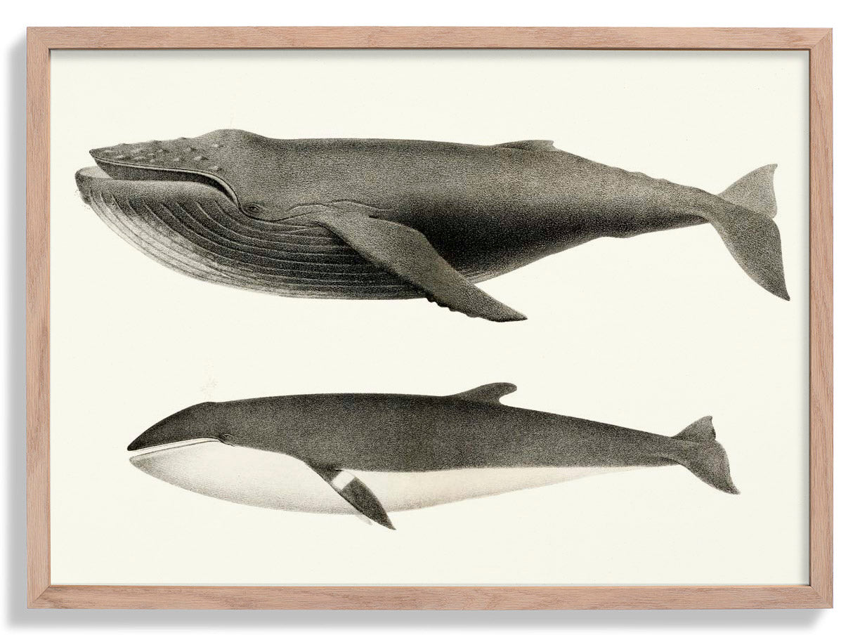 Whale White and Orca Poster