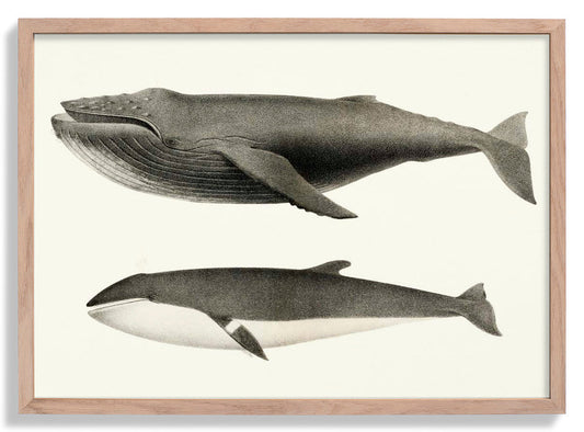 Whale White and Orca Poster