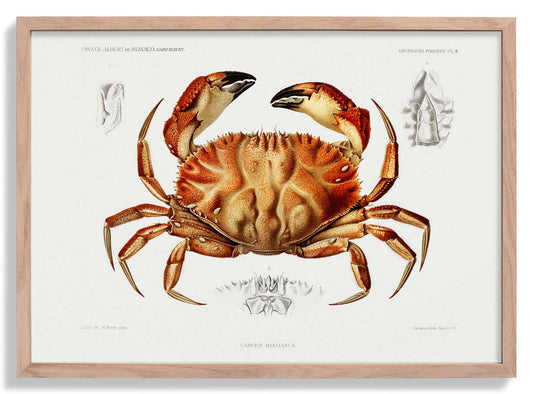 Dungeness Crab Poster
