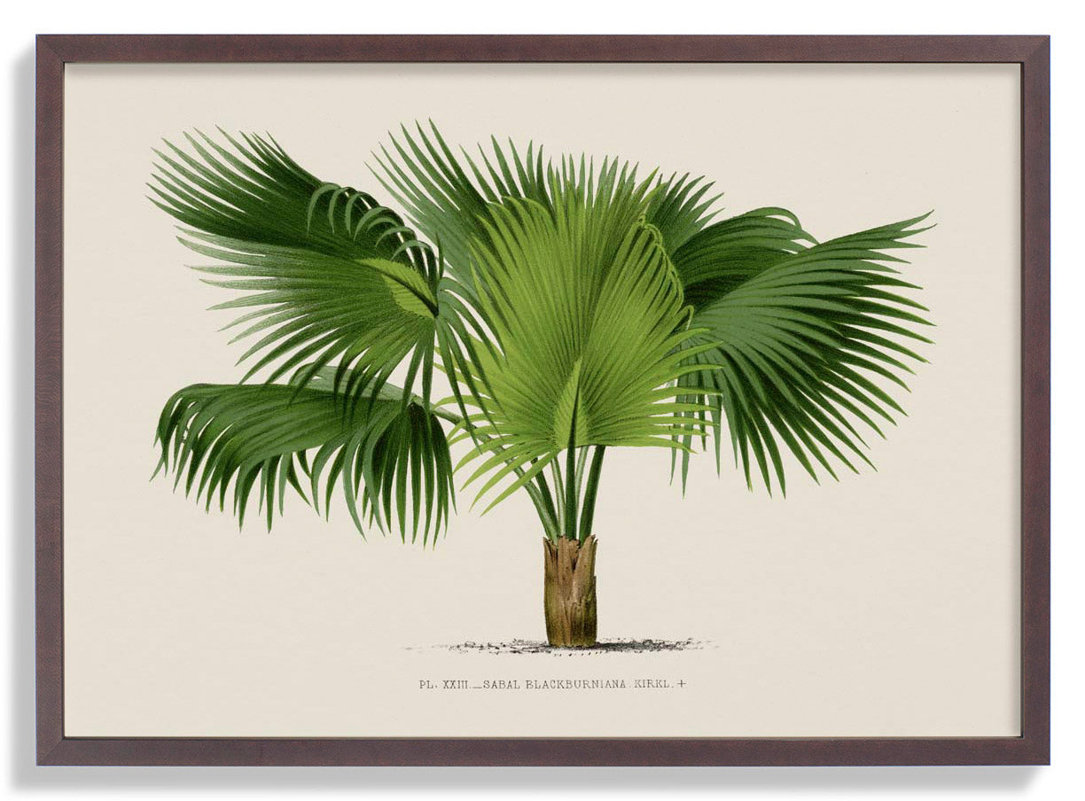 Sabal Blackburniana Palm Tree Kunstdruck