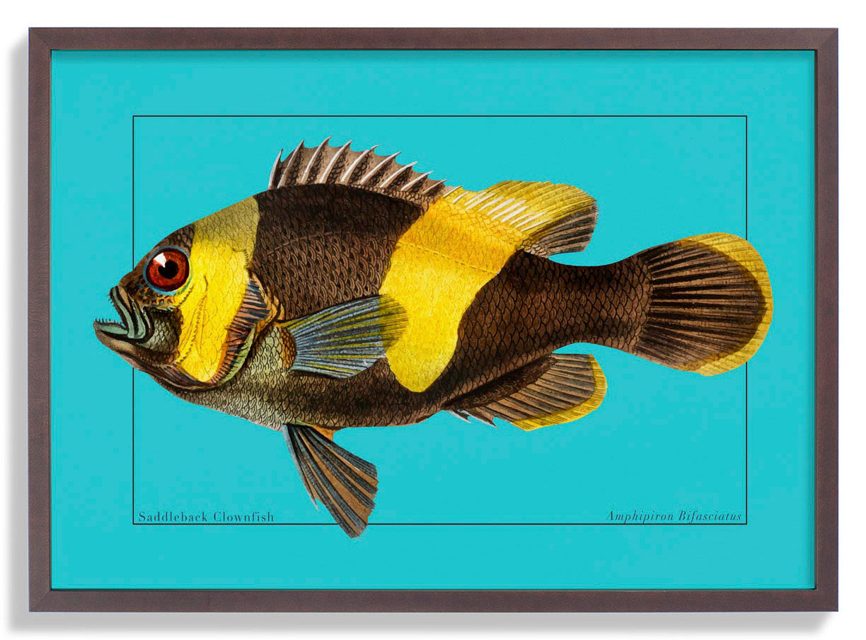 Clownfish Marine Life