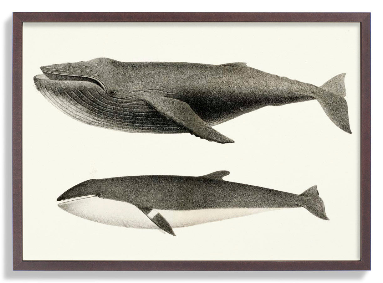 Walweiß und Orca Poster