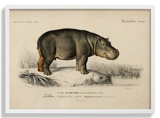 Nilpferd Tier Illustration