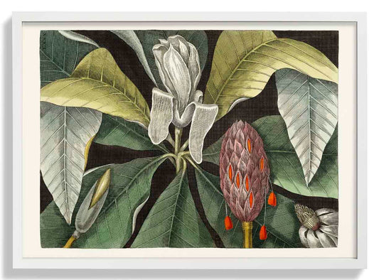 Botanical Print Umbrella Tree Magnolia