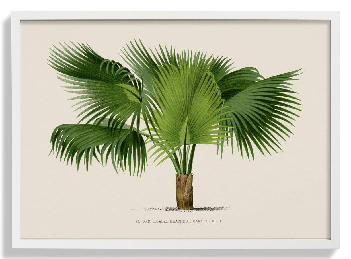 Sabal Blackburniana Palm Tree Kunstdruck