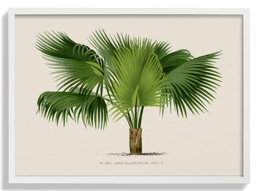 Sabal Blackburniana Palm Tree Kunstdruck