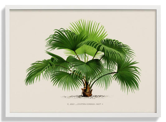 Livistona Chinesis Palm Tree Kunstdruck