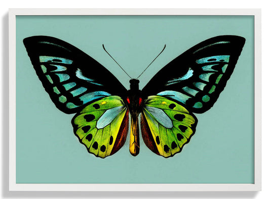 Grüner Vogelschwingenfalter