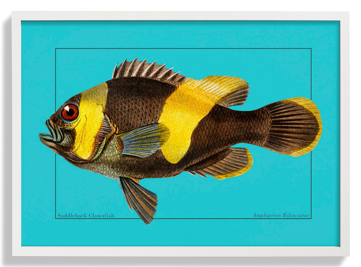 Clownfish Marine Life