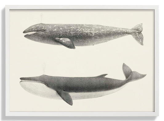 Whale Pintada und Orca