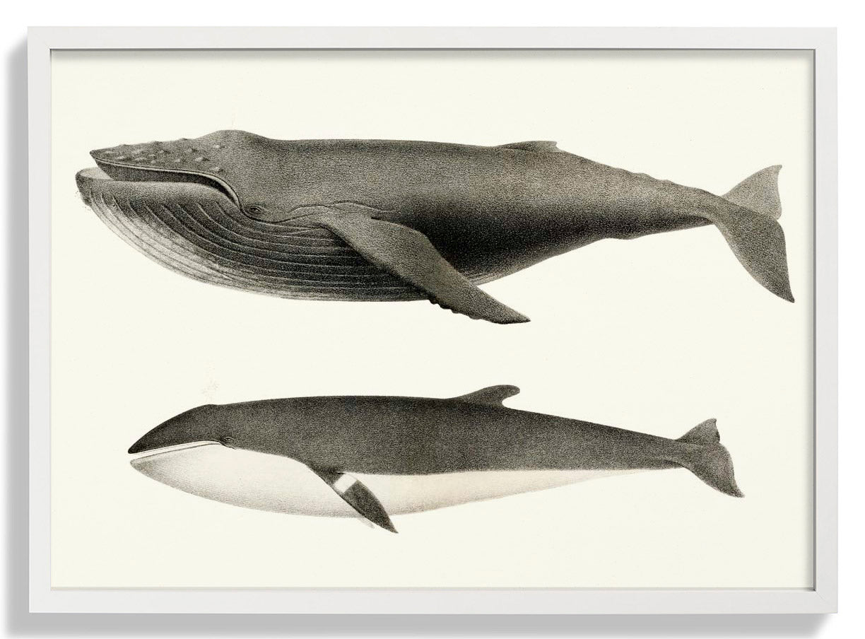 Walweiß und Orca Poster