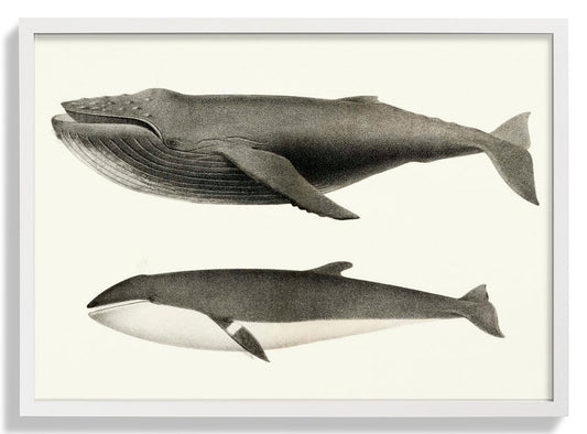 Walweiß und Orca Poster