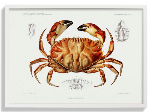 Dungeness Crab
