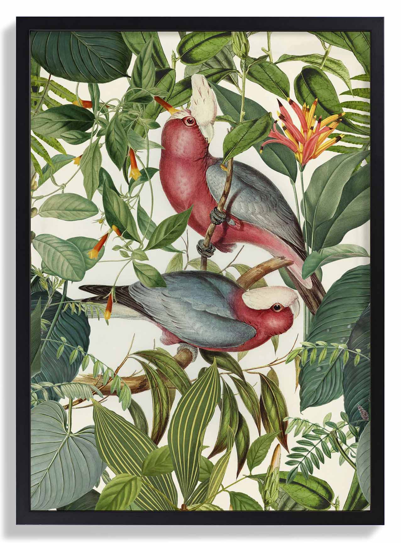 Tropische Sittiche von Andrea Haase