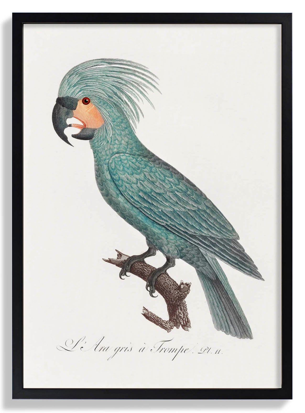 African Grey Parrot Animal Print