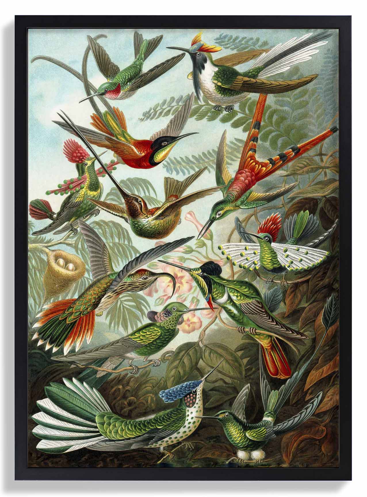 Birds of Paradise by Ernst Haeckel