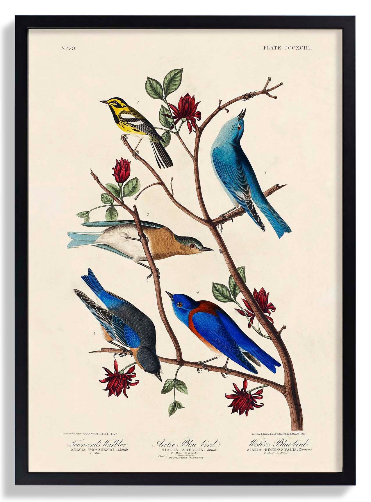 Artic and Western Blu-Bird