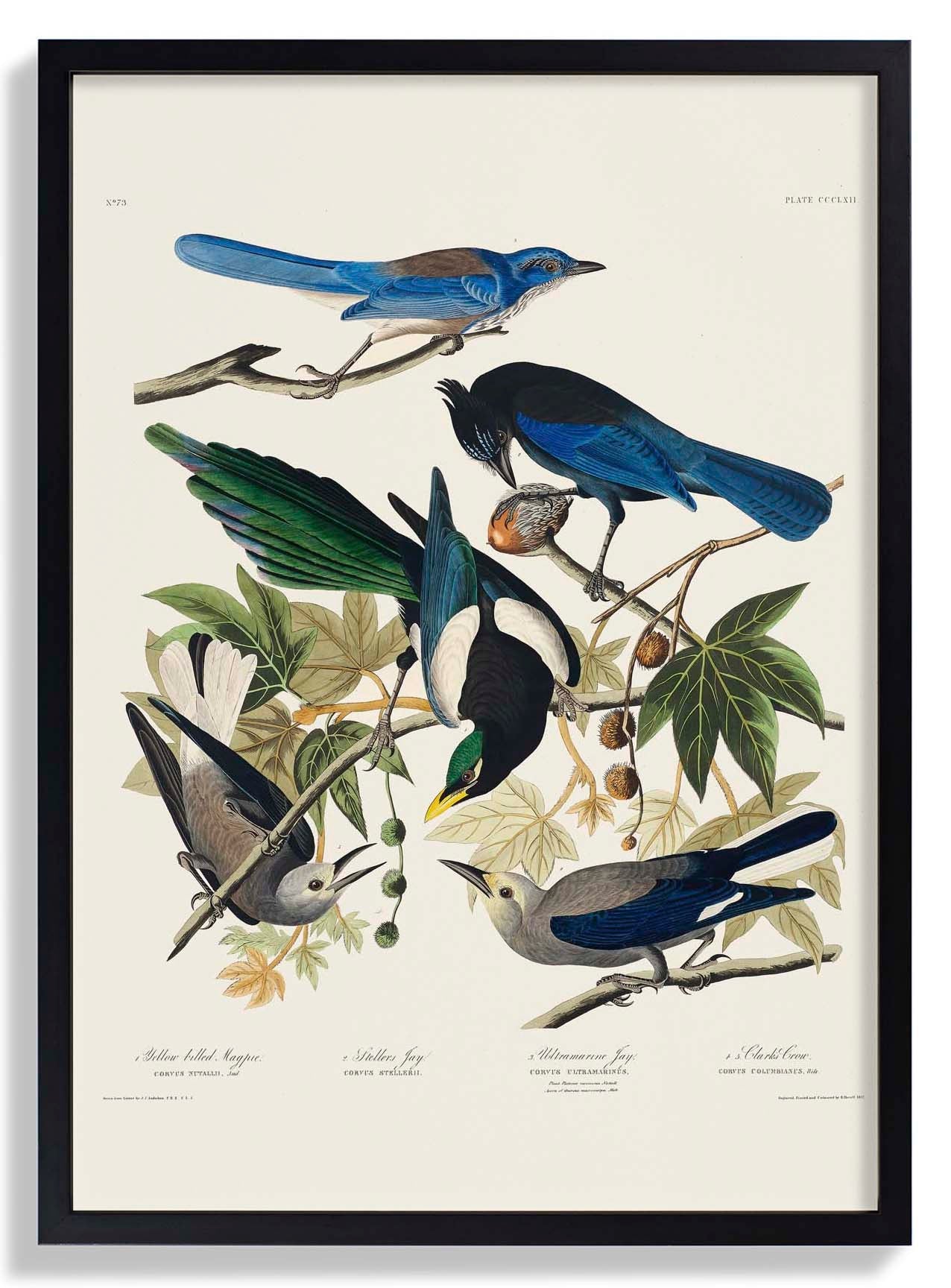 Yellow-Billed Magpie, Stellers Jay, Ultramarine Jay and Clark's Crow - Birds of America