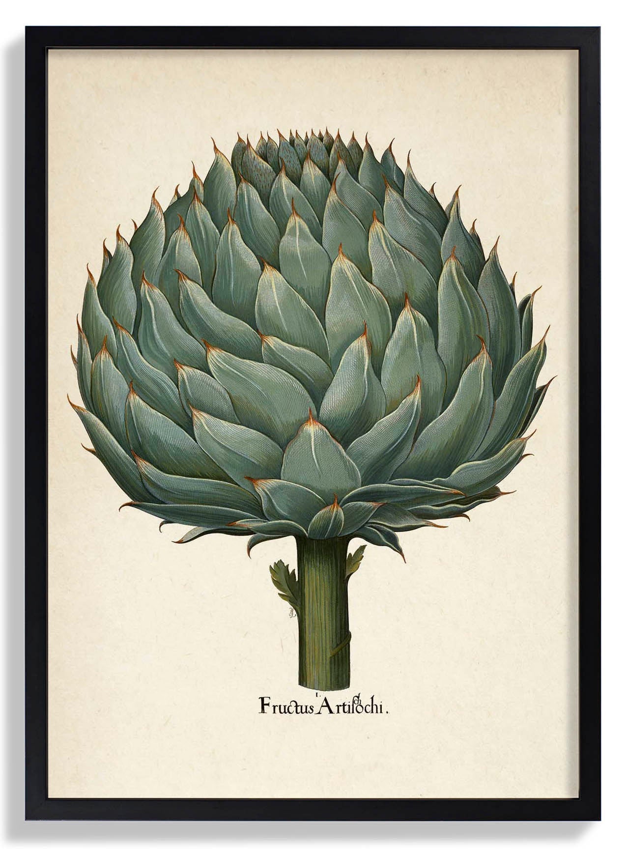 Artichoke