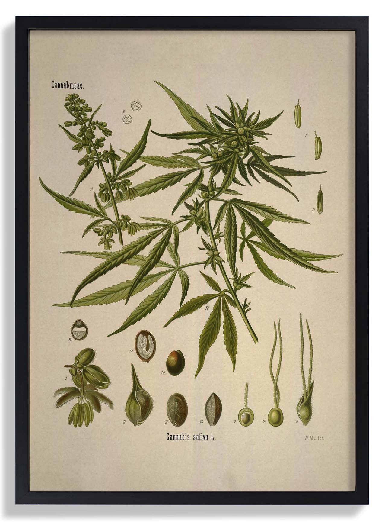 Cannabis Sativa School