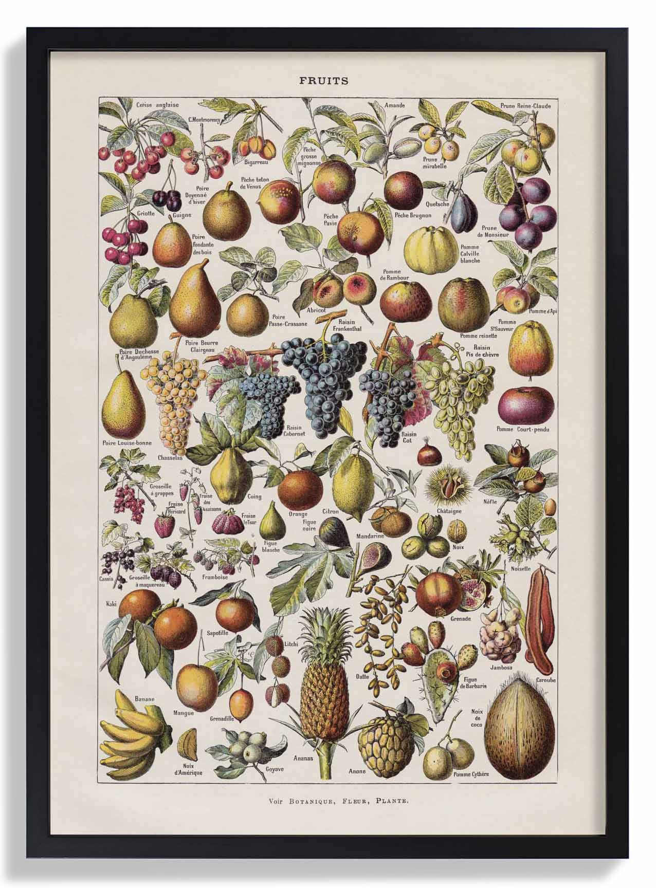 Antique Fruits by Adolphe Millot