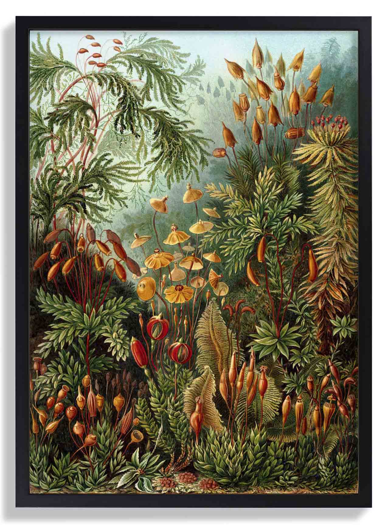 Mushroom ForestPrint by Ernst Haeckel