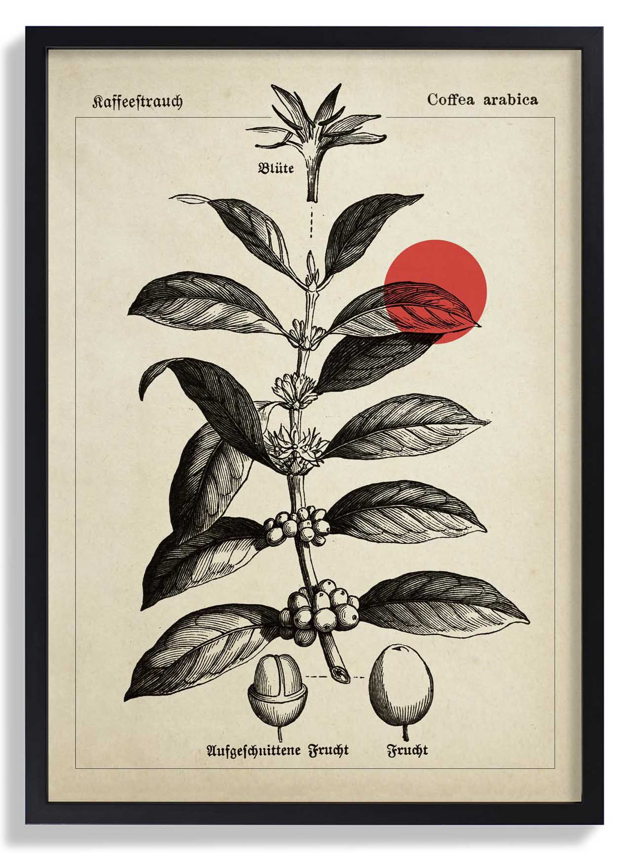Coffee Kaffeebaum